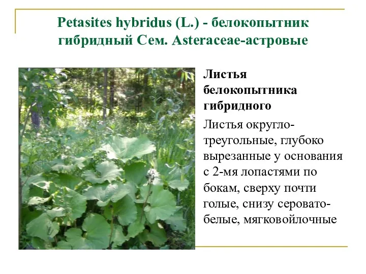 Petasites hybridus (L.) - белокопытник гибридный Сем. Asteraceae-астровые Листья белокопытника