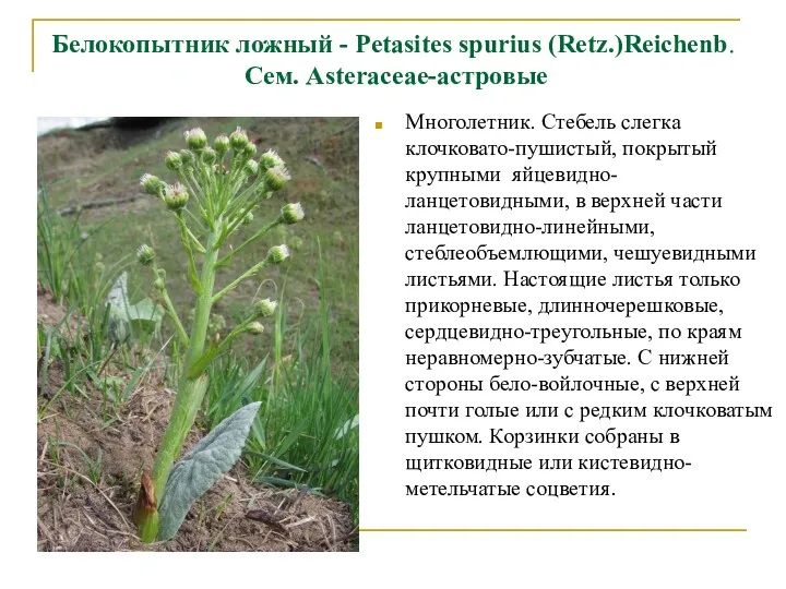 Белокопытник ложный - Petasites spurius (Retz.)Reichenb. Сем. Asteraceae-астровые Многолетник. Стебель