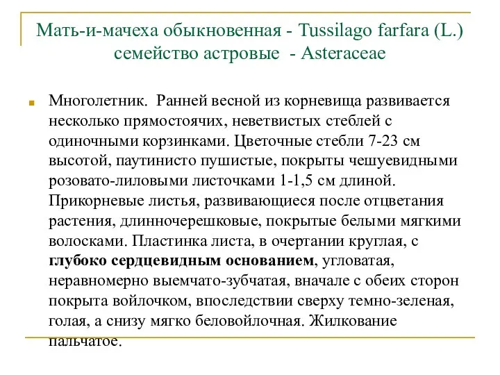 Мать-и-мачеха обыкновенная - Tussilago farfara (L.) семейство астровые - Asteraceae