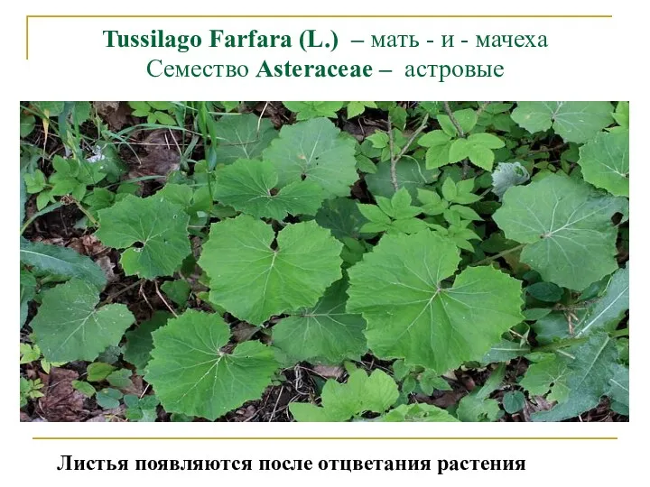 Tussilago Farfara (L.) – мать - и - мачеха Семество