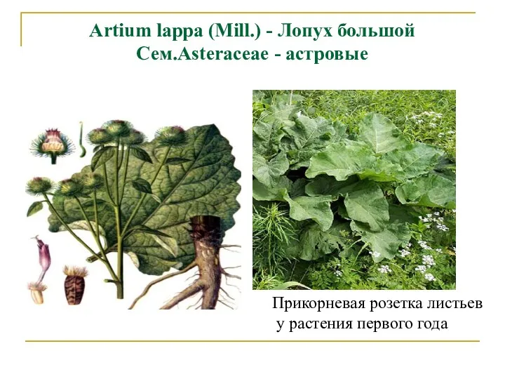 Artium lappa (Mill.) - Лопух большой Сем.Asteraceae - астровые Прикорневая розетка листьев у растения первого года