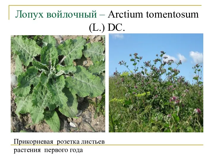 Лопух войлочный – Arctium tomentosum (L.) DC. Прикорневая розетка листьев растения первого года