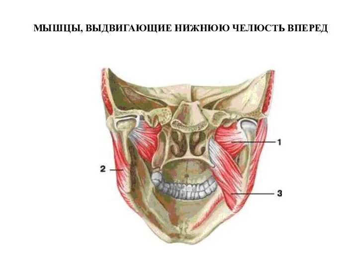 МЫШЦЫ, ВЫДВИГАЮЩИЕ НИЖНЮЮ ЧЕЛЮСТЬ ВПЕРЕД