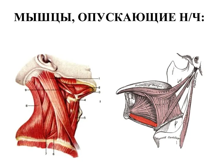 МЫШЦЫ, ОПУСКАЮЩИЕ Н/Ч: