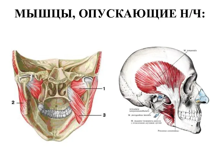 МЫШЦЫ, ОПУСКАЮЩИЕ Н/Ч: