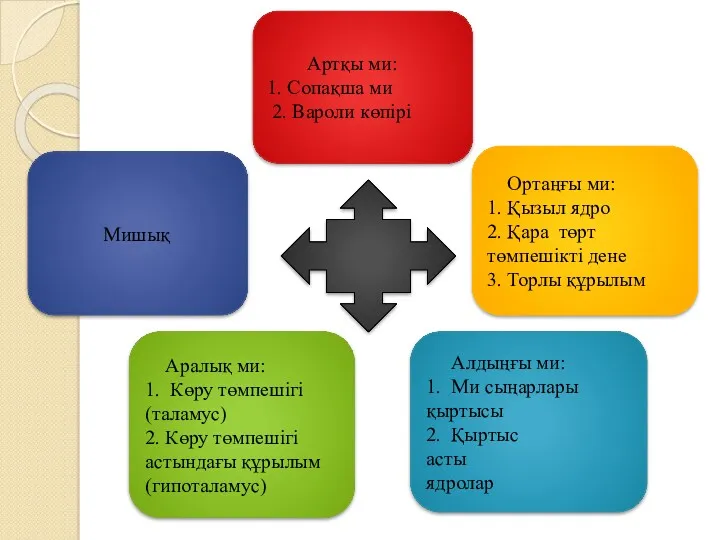 Артқы ми: 1. Сопақша ми 2. Вароли көпірі Ортаңғы ми: