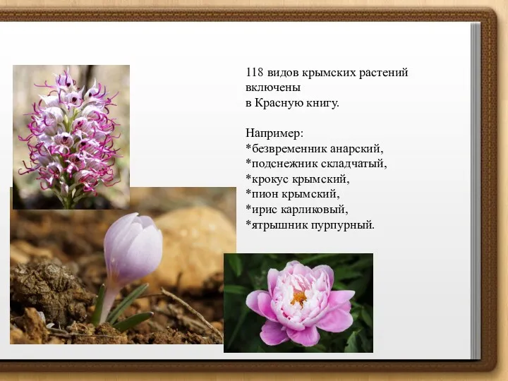 118 видов крымских растений включены в Красную книгу. Например: *безвременник