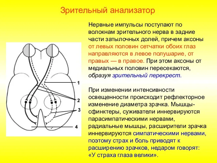 Нервные импульсы поступают по волокнам зрительного нерва в задние части