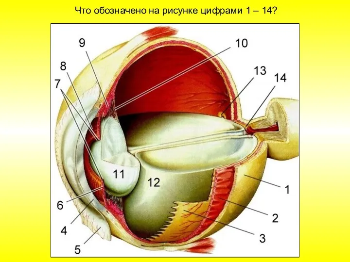 Что обозначено на рисунке цифрами 1 – 14?