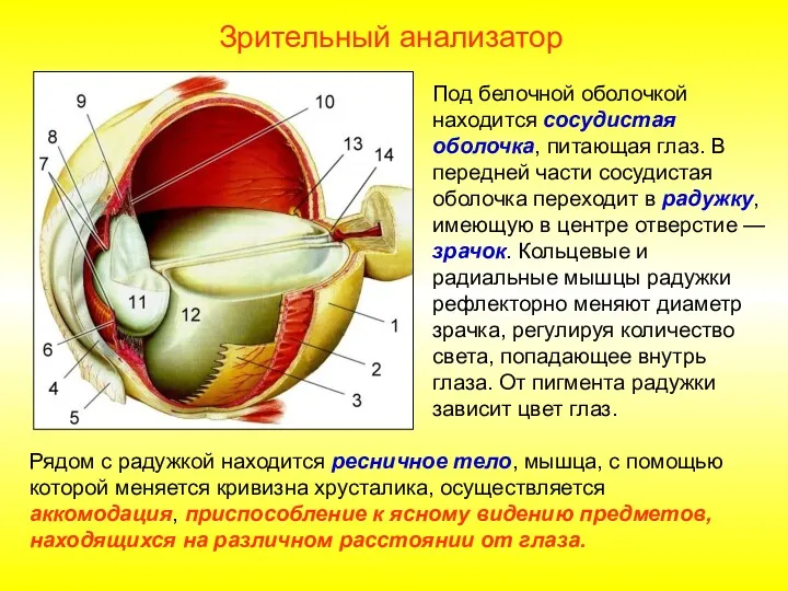 Под белочной оболочкой находится сосудистая оболочка, питающая глаз. В передней