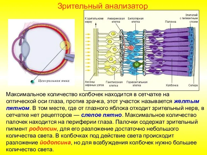 Максимальное количество колбочек находится в сетчатке на оптической оси глаза,