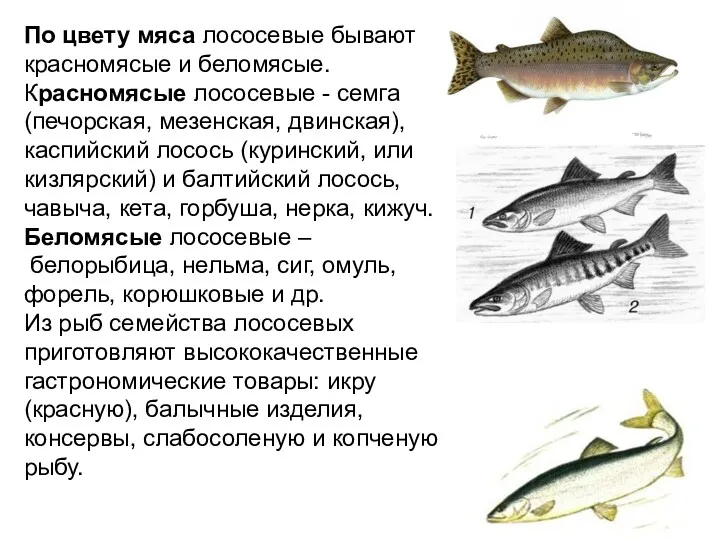 По цвету мяса лососевые бывают красномясые и беломясые. Красномясые лососевые