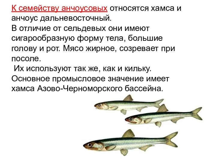 К семейству анчоусовых относятся хамса и анчоус дальневосточный. В отличие