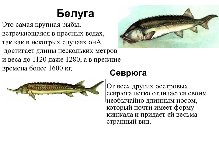 Белуга Это самая крупная рыбы, встречающаяся в пресных водах, так
