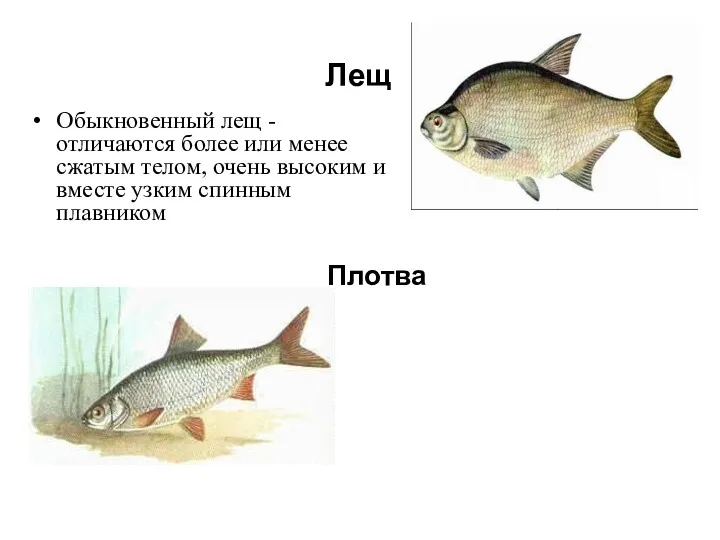 Лещ Обыкновенный лещ - отличаются более или менее сжатым телом,
