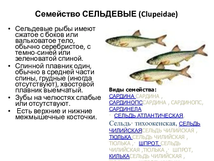 Семейство СЕЛЬДЕВЫЕ (Clupeidae) Сельдевые рыбы имеют сжатое с боков или