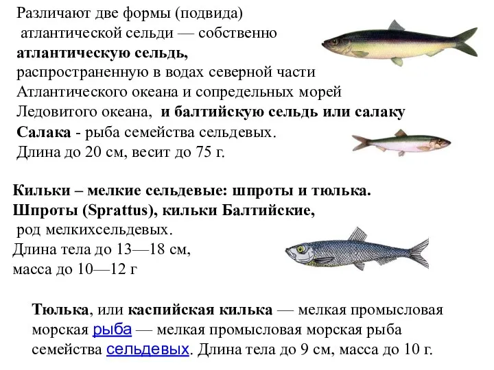 Различают две формы (подвида) атлантической сельди — собственно атлантическую сельдь,