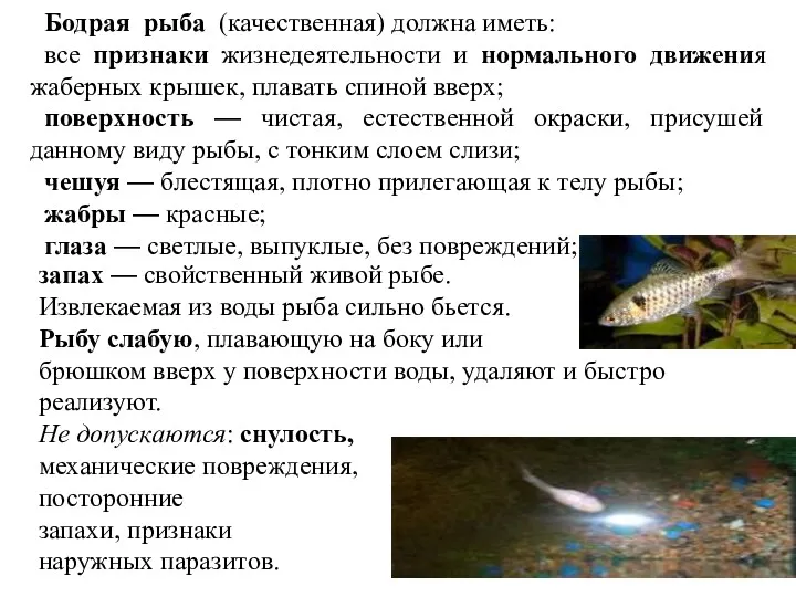 Бодрая рыба (качественная) должна иметь: все признаки жизнедеятельности и нормального