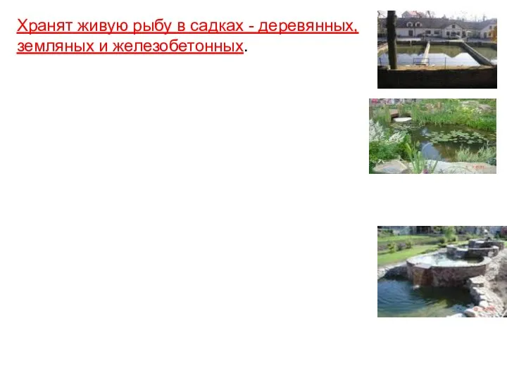 Хранят живую рыбу в садках - деревянных, земляных и железобетонных.