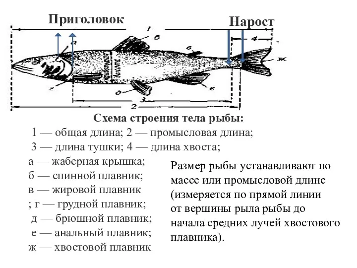 Схема строения тела рыбы: 1 — общая длина; 2 —