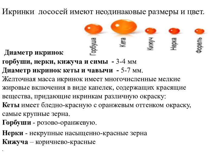 Икринки лососей имеют неодинаковые размеры и цвет. Диаметр икринок горбуши,