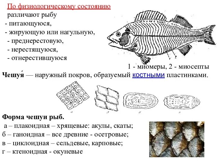 По физиологическому состоянию различают рыбу питающуюся, жирующую или нагульную, -
