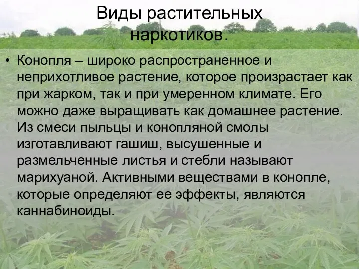 Виды растительных наркотиков. Конопля – широко распространенное и неприхотливое растение,