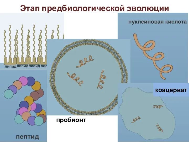 Этап предбиологической эволюции пробионт коацерват
