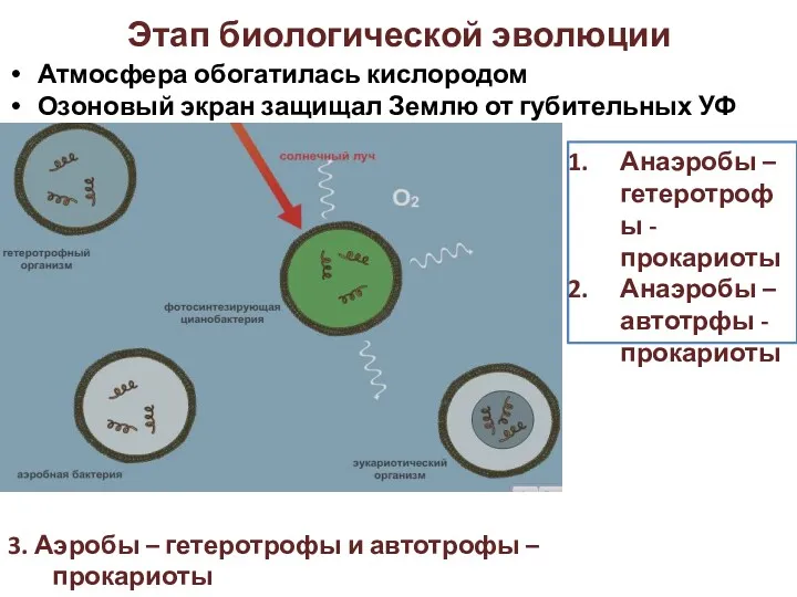 Этап биологической эволюции Анаэробы – гетеротрофы - прокариоты Анаэробы – автотрфы - прокариоты