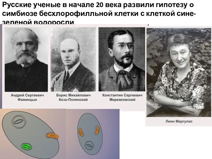 Русские ученые в начале 20 века развили гипотезу о симбиозе бесхлорофилльной клетки с клеткой сине-зеленой водоросли