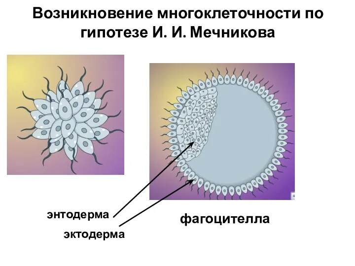 Возникновение многоклеточности по гипотезе И. И. Мечникова фагоцителла энтодерма эктодерма
