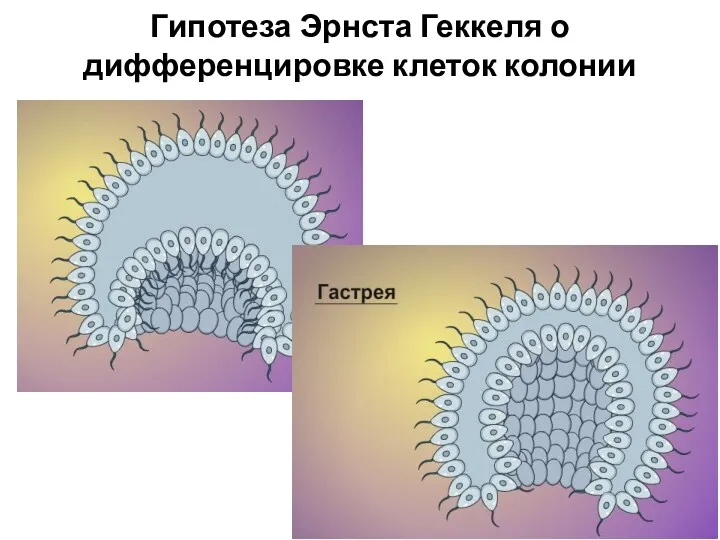 Гипотеза Эрнста Геккеля о дифференцировке клеток колонии