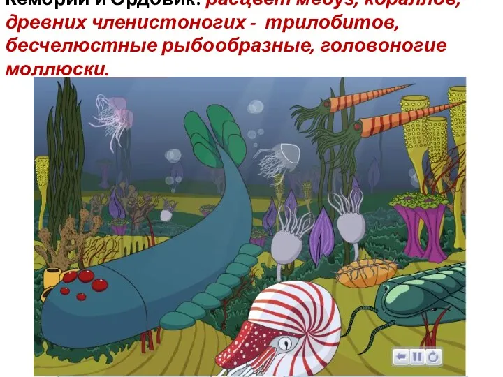 Кембрий и Ордовик: расцвет медуз, кораллов, древних членистоногих - трилобитов, бесчелюстные рыбообразные, головоногие моллюски.