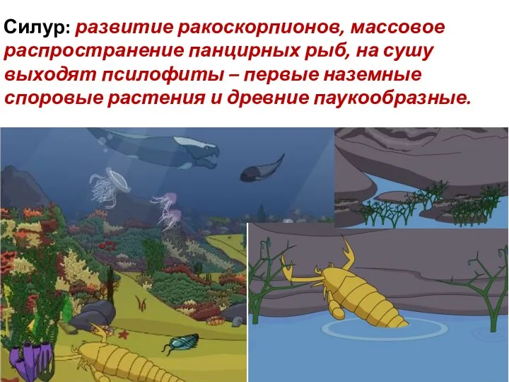 Силур: развитие ракоскорпионов, массовое распространение панцирных рыб, на сушу выходят псилофиты – первые