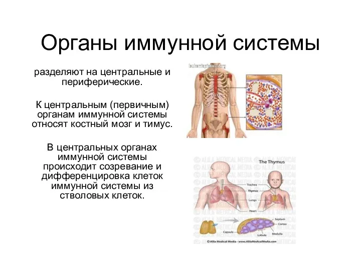 Органы иммунной системы разделяют на центральные и периферические. К центральным