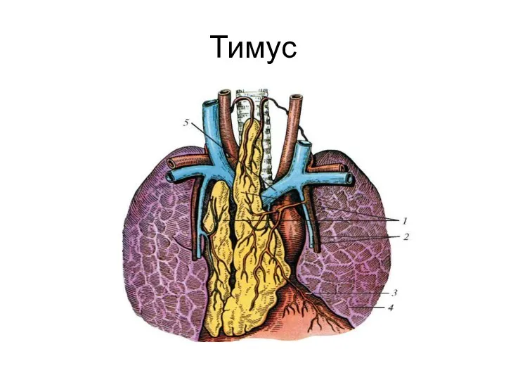 Тимус