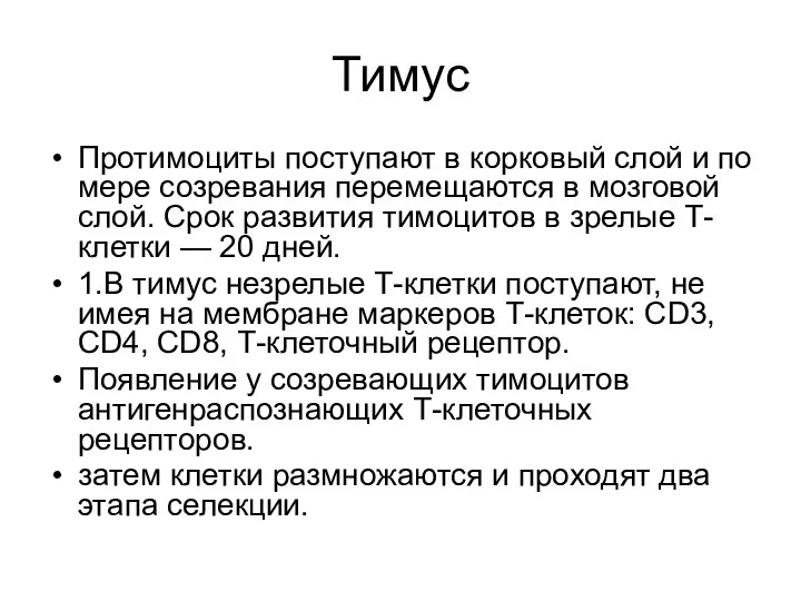 Тимус Протимоциты поступают в корковый слой и по мере созревания