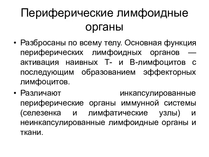 Периферические лимфоидные органы Разбросаны по всему телу. Основная функция периферических