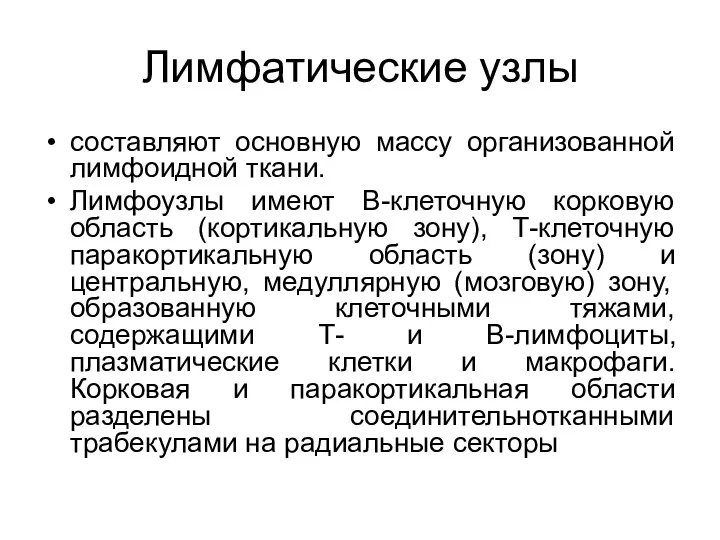 Лимфатические узлы составляют основную массу организованной лимфоидной ткани. Лимфоузлы имеют