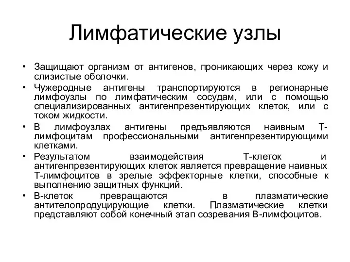 Лимфатические узлы Защищают организм от антигенов, проникающих через кожу и