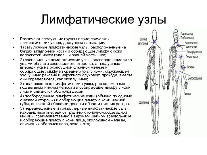 Лимфатические узлы Различают следующие группы периферических лимфатических узлов, доступных пальпации: