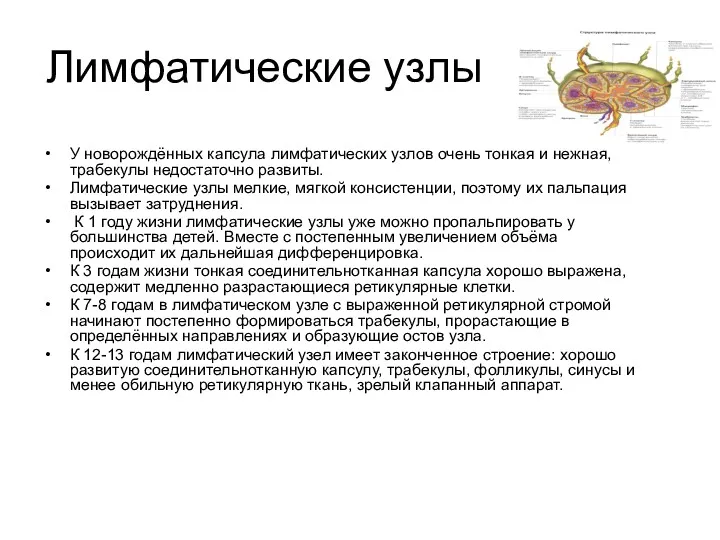 Лимфатические узлы У новорождённых капсула лимфатических узлов очень тонкая и