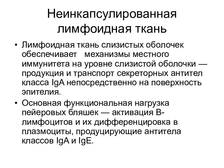 Неинкапсулированная лимфоидная ткань Лимфоидная ткань слизистых оболочек обеспечивает механизмы местного