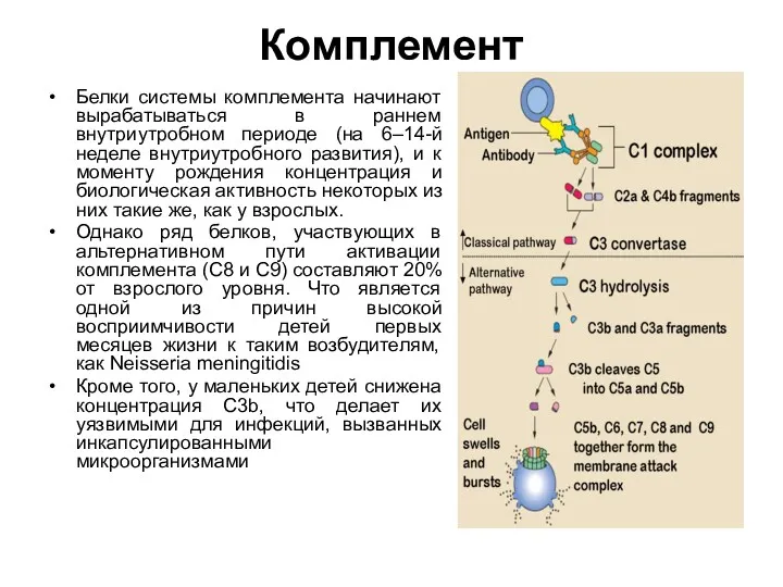 Комплемент Белки системы комплемента начинают вырабатываться в раннем внутриутробном периоде