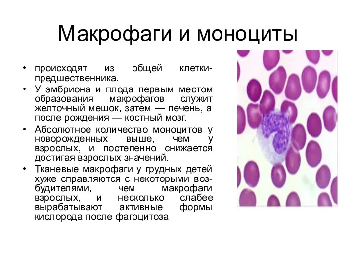 Макрофаги и моноциты происходят из общей клетки-предшественника. У эмбриона и