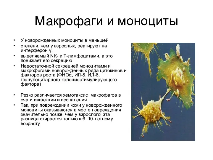 Макрофаги и моноциты У новорожденных моноциты в меньшей степени, чем