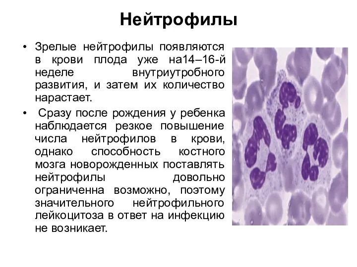 Нейтрофилы Зрелые нейтрофилы появляются в крови плода уже на14–16-й неделе