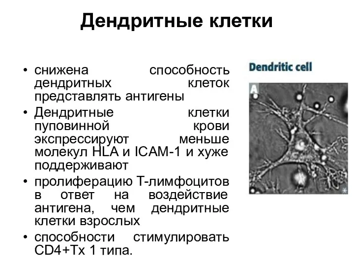 Дендритные клетки снижена способность дендритных клеток представлять антигены Дендритные клетки