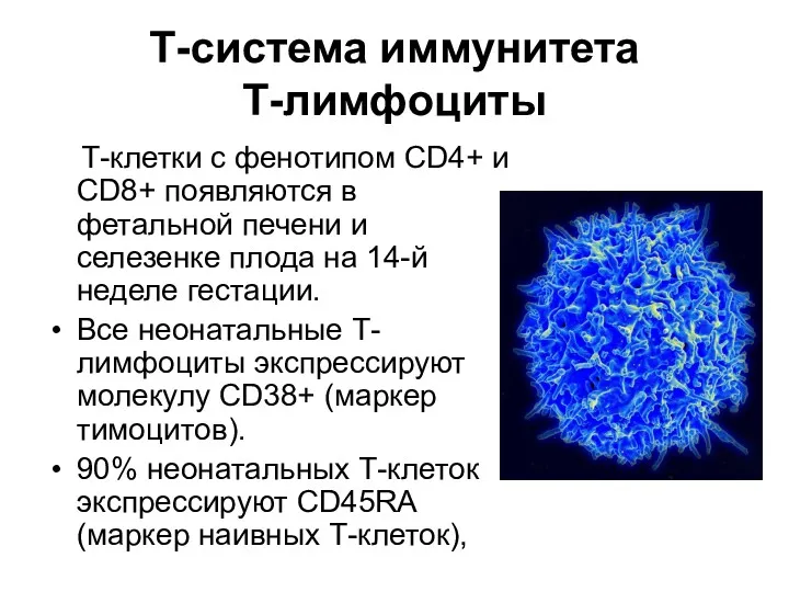 Т-система иммунитета Т-лимфоциты Т-клетки с фенотипом CD4+ и CD8+ появляются