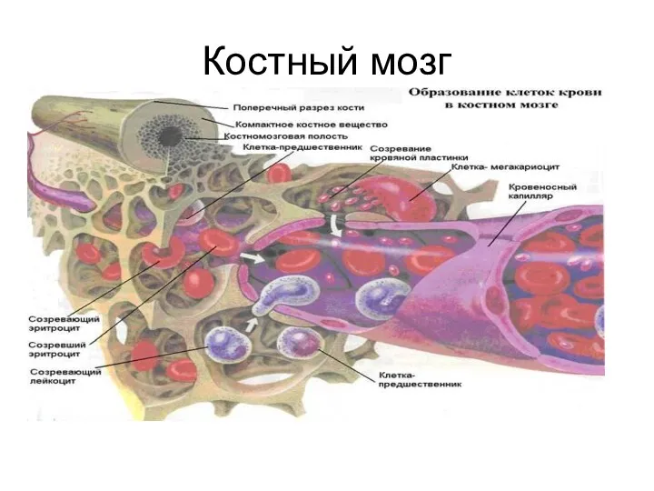 Костный мозг